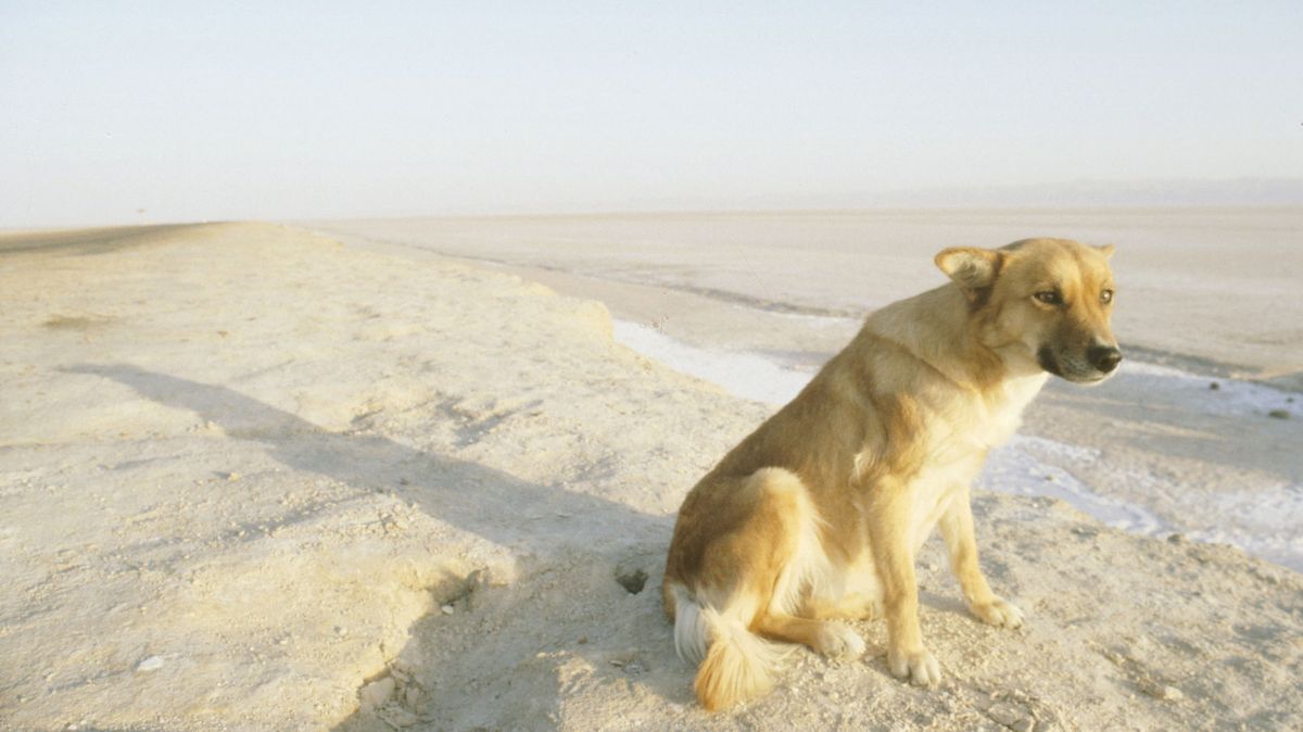 Pes dovedl zachránce ke svému pánovi, který se ztratil v poušti